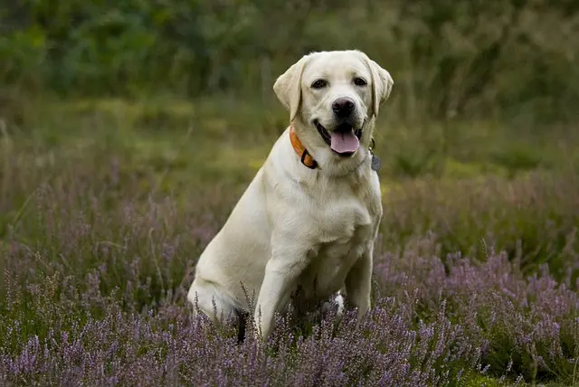 Labrador Golden Retriever