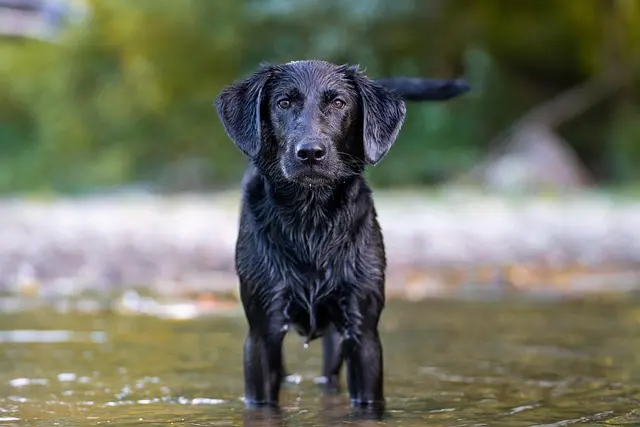 Apporterende jagthund Labrador Retriever