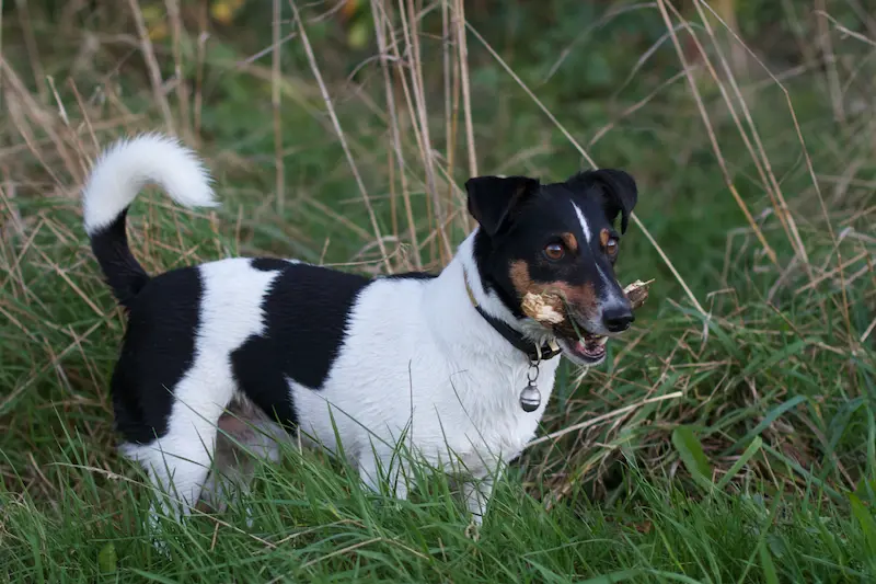 Dansk-Svensk Gårdhund