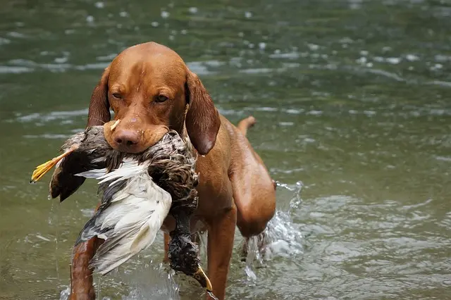Ungarsk Vizsla jagthund